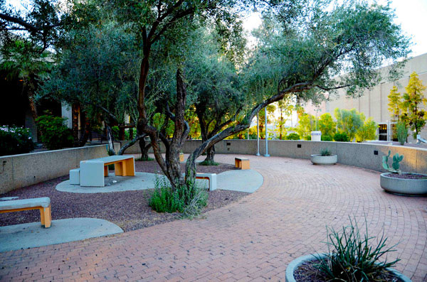 Olive Grove with Seating Located within the Upper Plaza North of the TCC (Photo Credit:  Red 