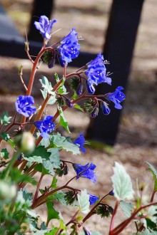 Wildflowers